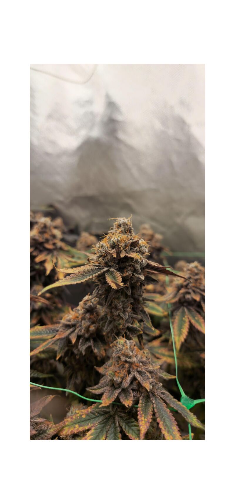 Poddy Mouth, Фасовка: 3, изображение 5