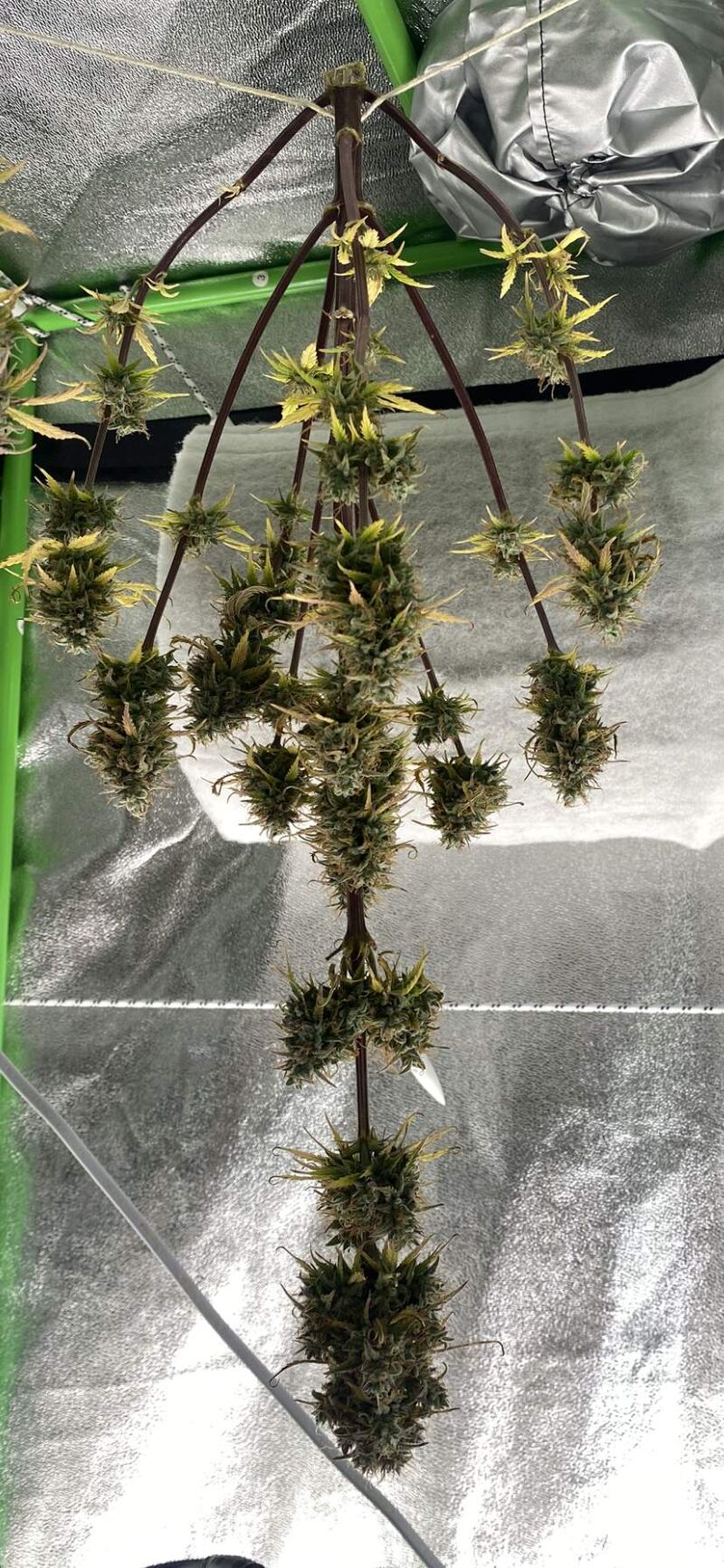 Critical Kush Auto, Фасовка: 3, изображение 4