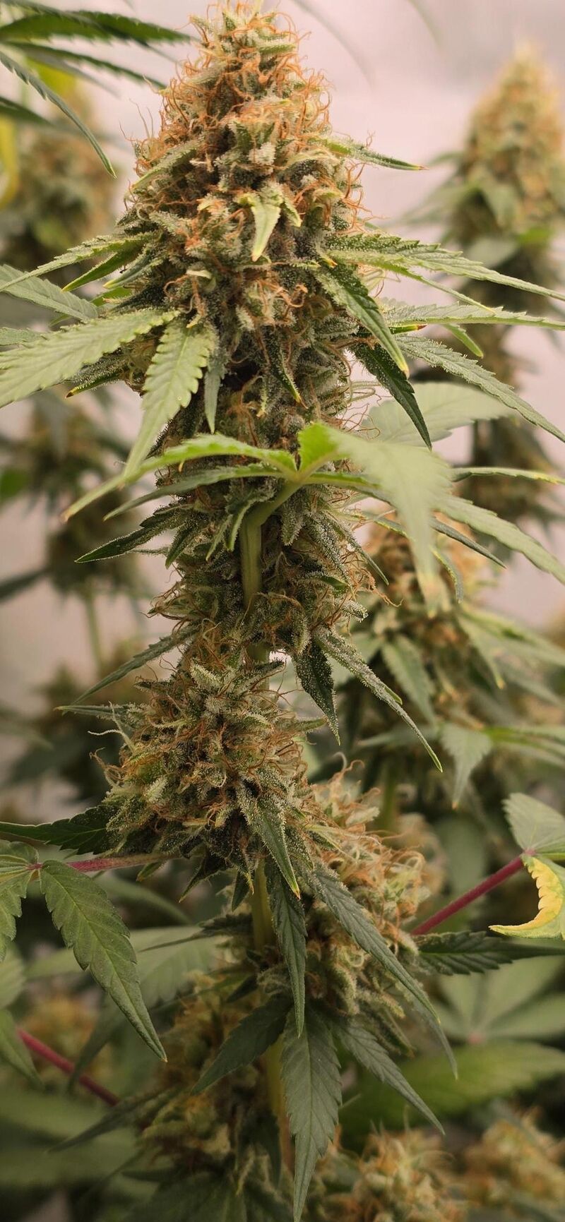 Liberty Haze, Фасовка: 3, изображение 6