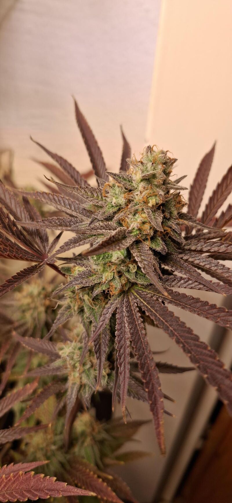 Purple Punch x Lemon Drizzle, Фасовка: 3, изображение 19