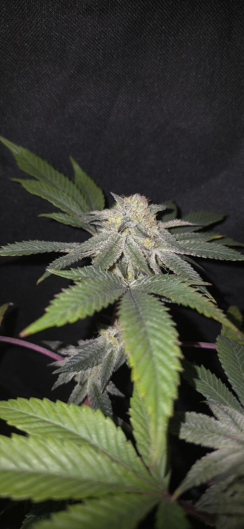 Gelato, Фасовка: 3, изображение 6