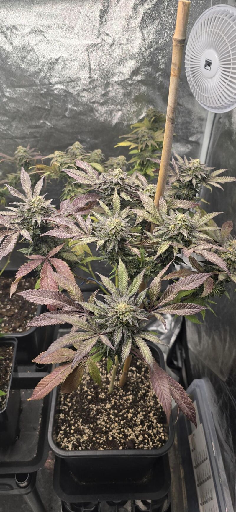 Gelato, Фасовка: 3, изображение 5