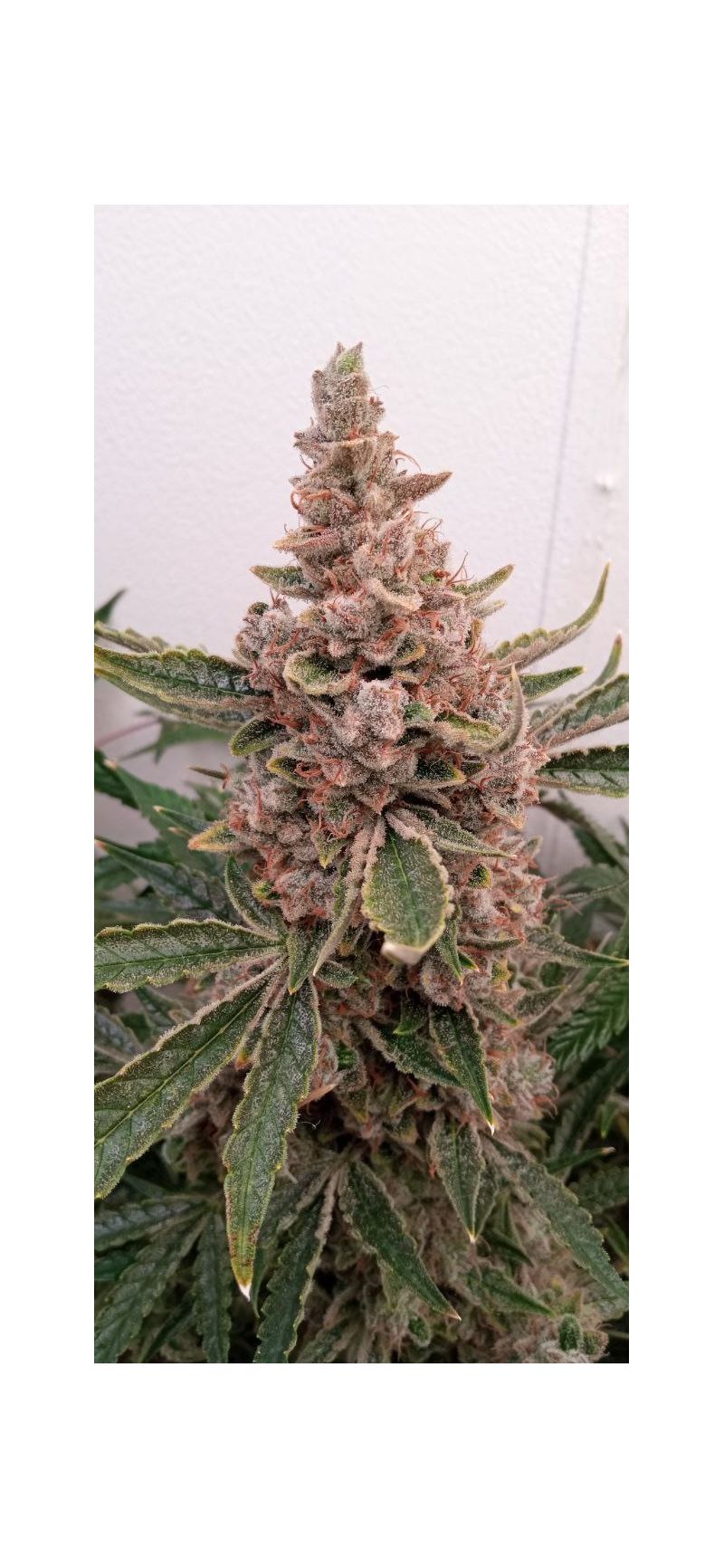 Cookies Kush Auto, Фасовка: 10, изображение 2