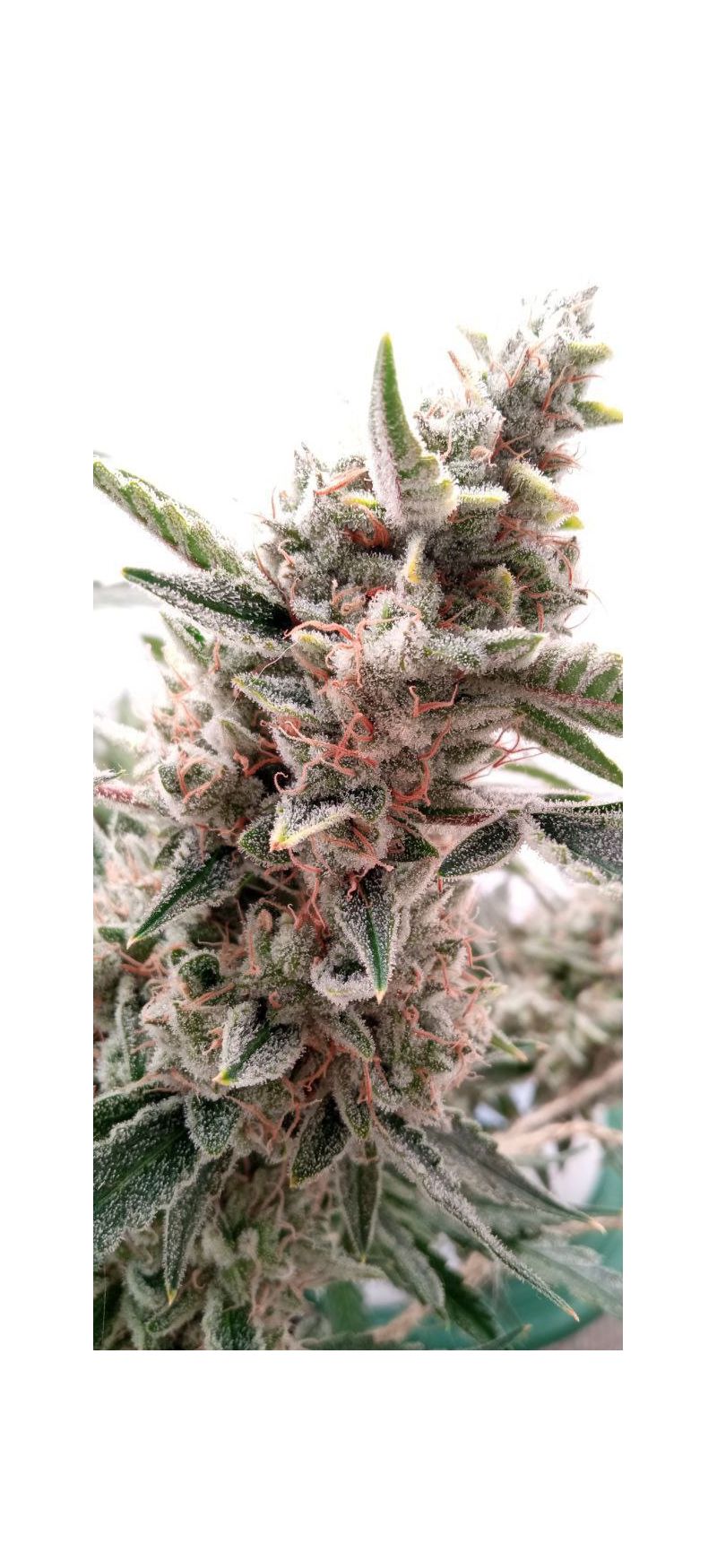 Cookies Kush Auto, Фасовка: 10, изображение 6