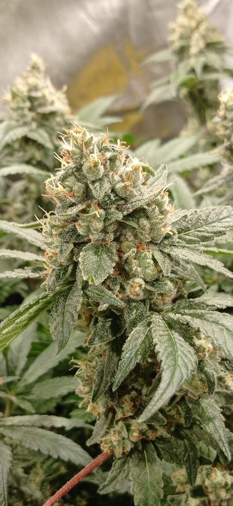 Kush Mintz, Фасовка: 3, изображение 5