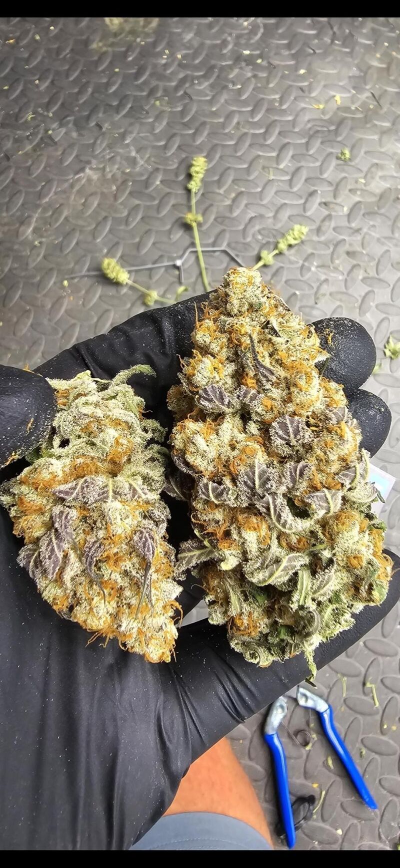 Runtz x Layer Cake, Фасовка: 3, изображение 2