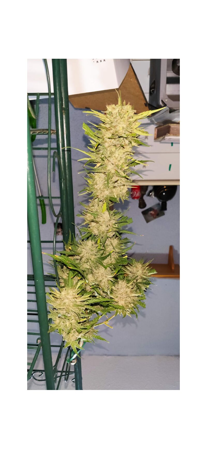 Mint Jelly Auto, Фасовка: 3, изображение 4