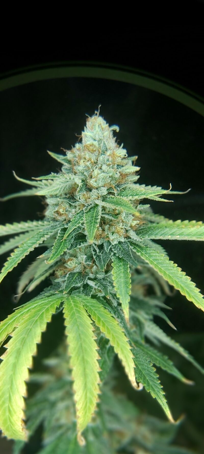 Biscotti, Фасовка: 3, изображение 4