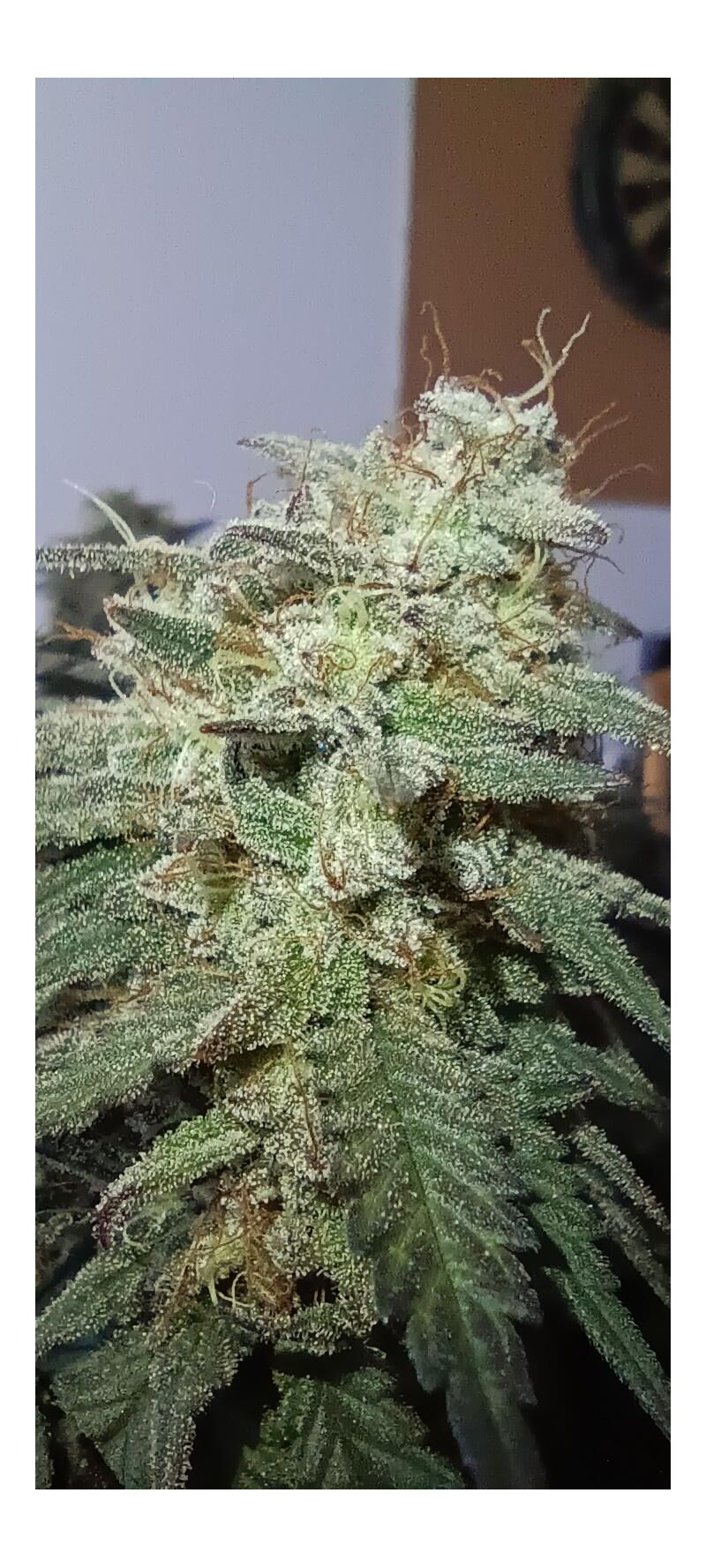 Bubba Kush, Фасовка: 3, изображение 3