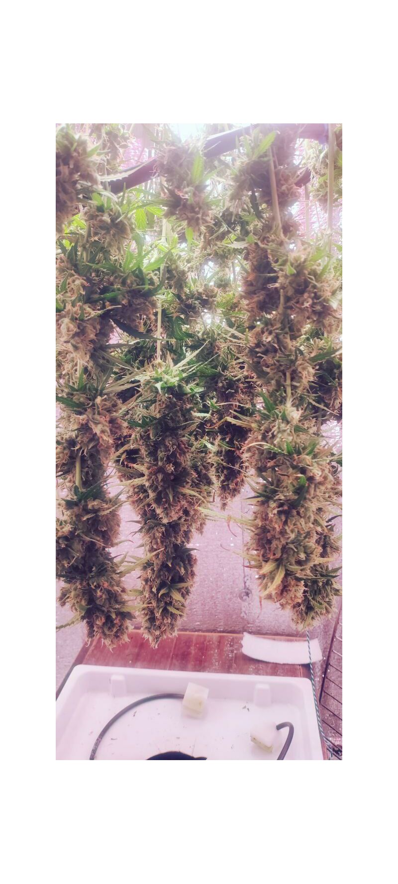 Auto Mass genetics, Фасовка: 3+1, изображение 3