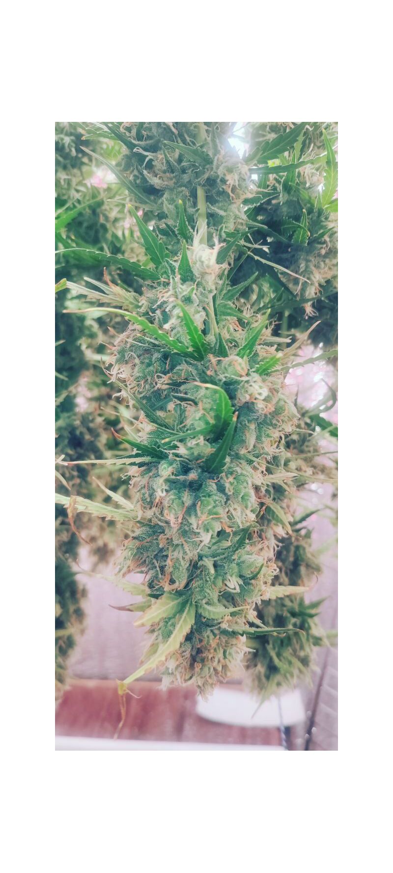 Auto Mass genetics, Фасовка: 3+1, изображение 4