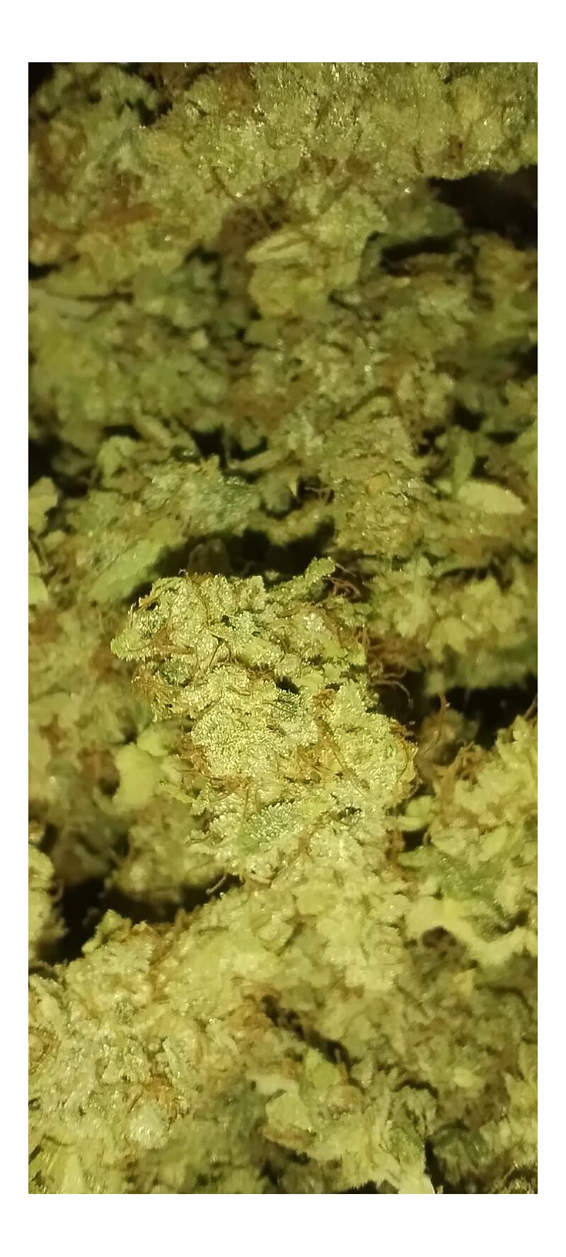 OG Kush Auto, Фасовка: 5, изображение 15