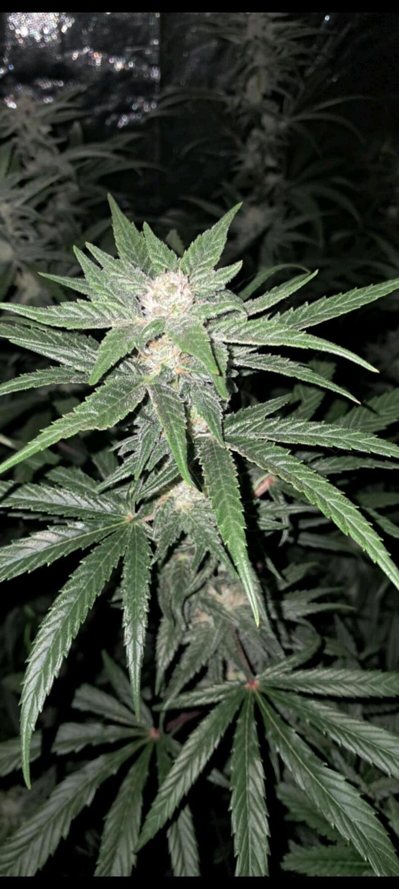 OG Kush Auto, Фасовка: 5, изображение 17