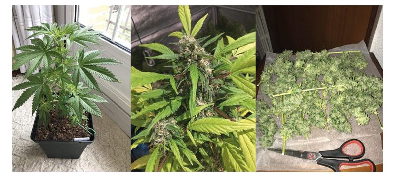 Baykal Express, Фасовка: 5, изображение 9