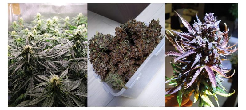 Babushka Black Auto, Фасовка: 10, изображение 3