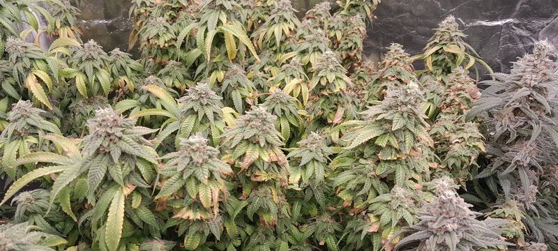 Bubba Kush, Фасовка: 3, изображение 2