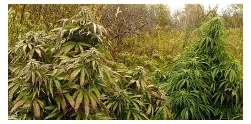 Kalashnikov  Express, Фасовка: 5, изображение 8