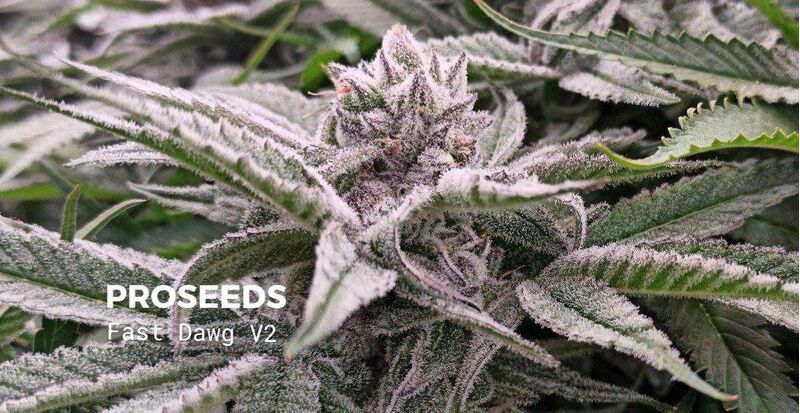 Fast Dawg V2, Фасовка: 6