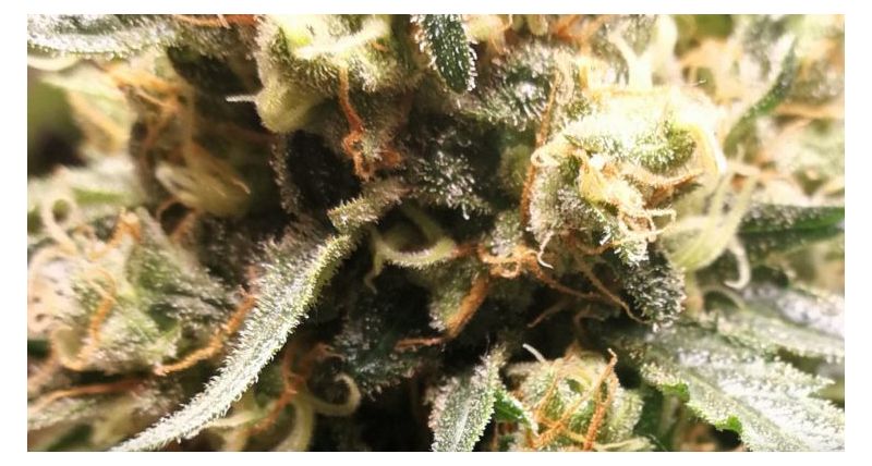 Big Altai Sativa Express, Фасовка: 5, изображение 7