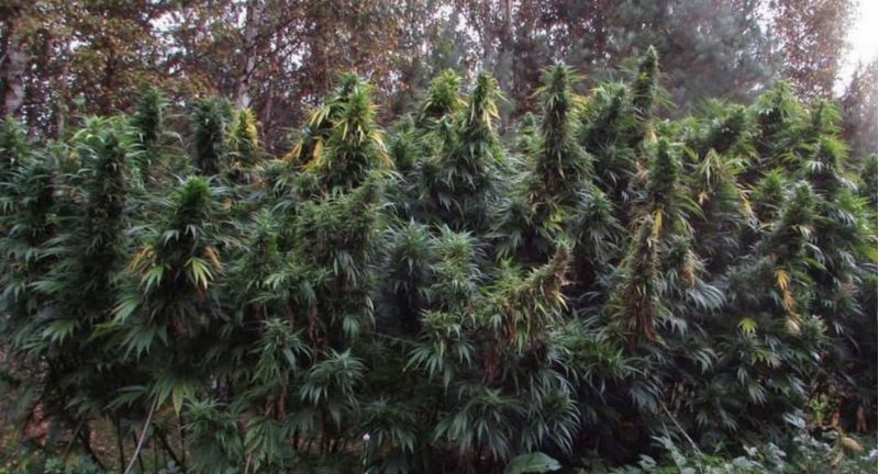 Mexican Monk x Terminatorr Fem, Фасовка: 5, изображение 2