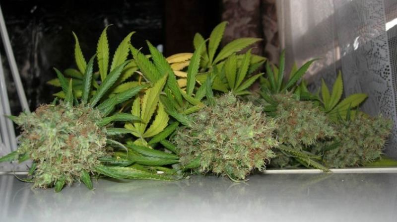 Durban Poison Reg, Фасовка: 10, изображение 6