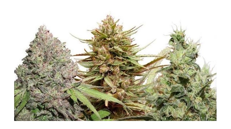 USA Auto Mix, Фасовка: 9