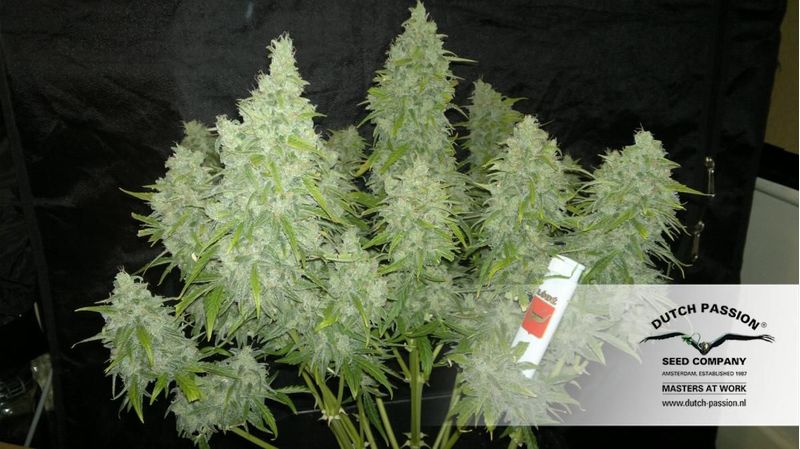 StarRyder Auto, Фасовка: 3, изображение 4