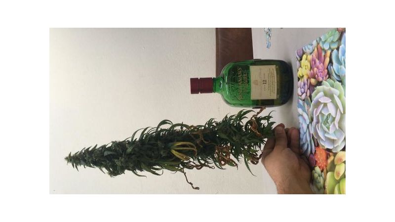 Chocobang, Фасовка: 3, изображение 4