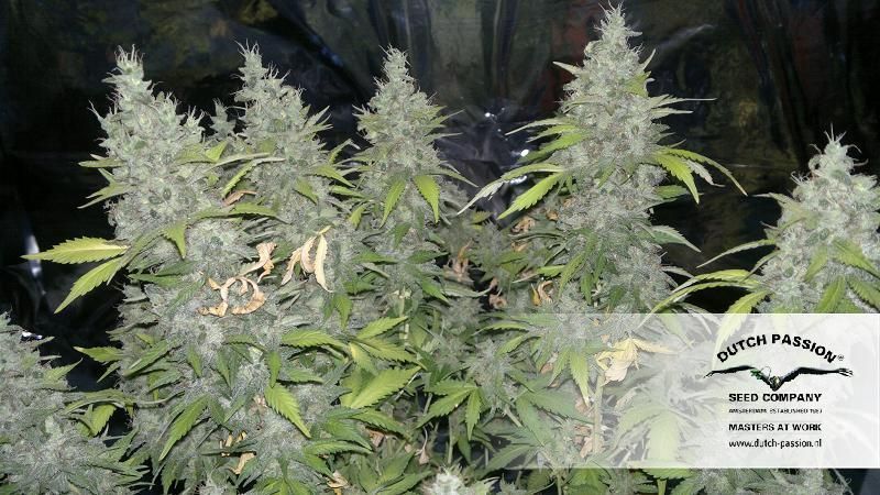 White Widow, Фасовка: 3, изображение 2