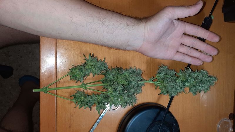 Guava x Gelato 41 Auto, Фасовка: 3, изображение 4