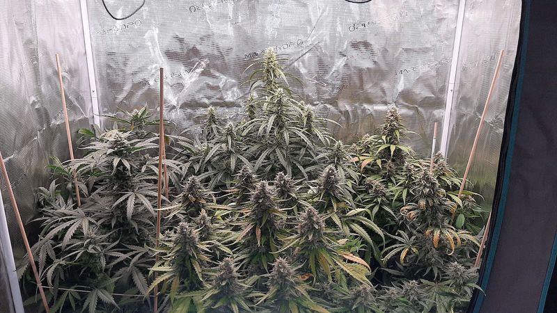 Guava x Gelato 41 Auto, Фасовка: 3, изображение 5