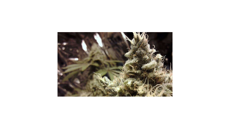 Aurora Indica, Фасовка: 5, изображение 3