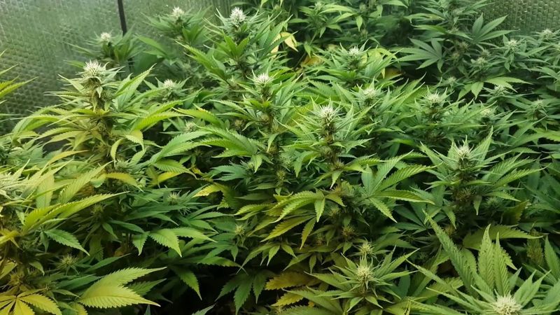 Somango XXL, Фасовка: 3, изображение 3