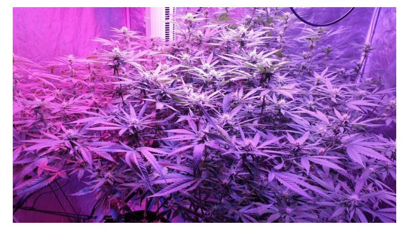 Big Altai Sativa Express, Фасовка: 5, изображение 4