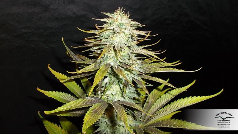 Blueberry, Фасовка: 3, изображение 2