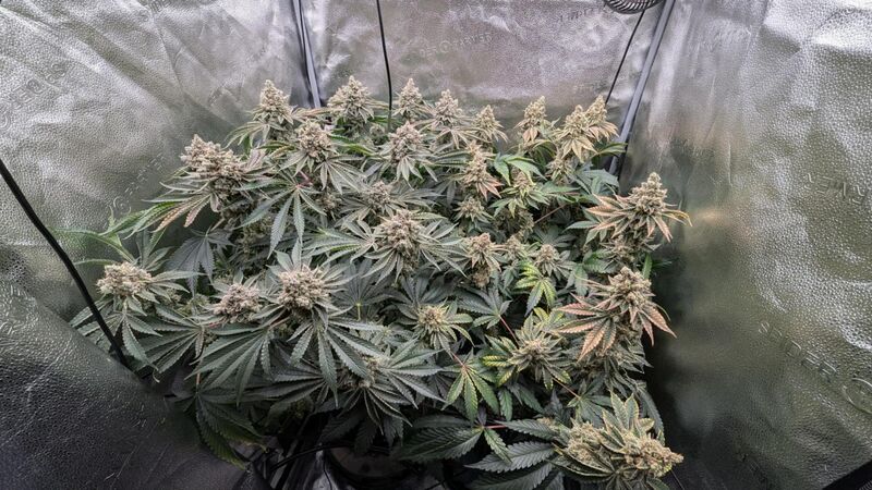 California Octane, Фасовка: 3, изображение 3