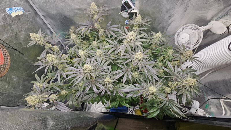 Slightly Stoopid Fruits, Фасовка: 3, изображение 3