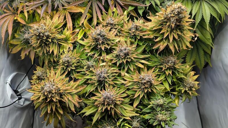 Ayahuasca Purple, Фасовка: 3, изображение 3