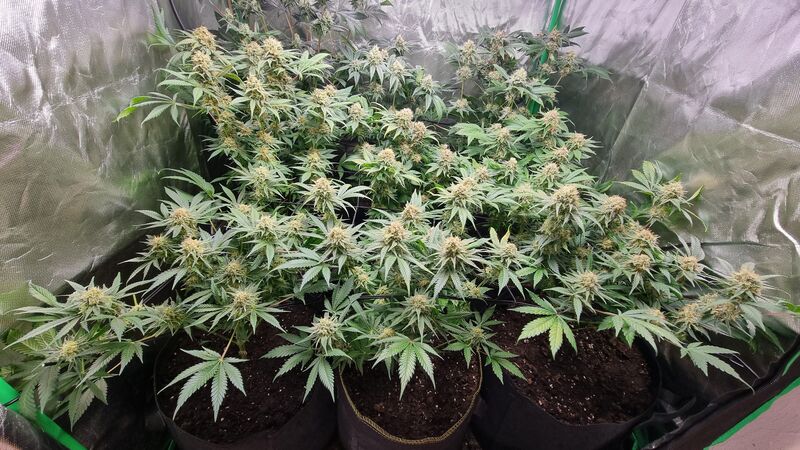 Biscotti Mintz, Фасовка: 3, изображение 3