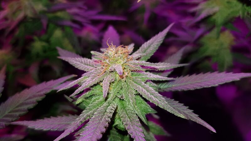 Gorilla Zkittlez, Фасовка: 3, изображение 4