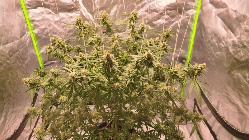 Phatt Fruity fem, Фасовка: 1, изображение 2
