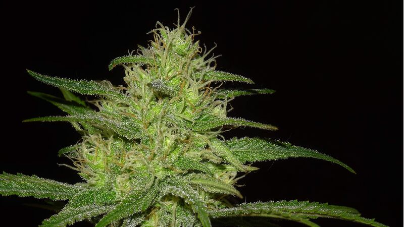 Pineapple Haze Reg, Фасовка: 10, изображение 2