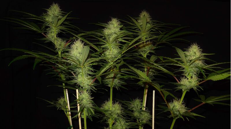 Pineapple Haze Reg, Фасовка: 10, изображение 3