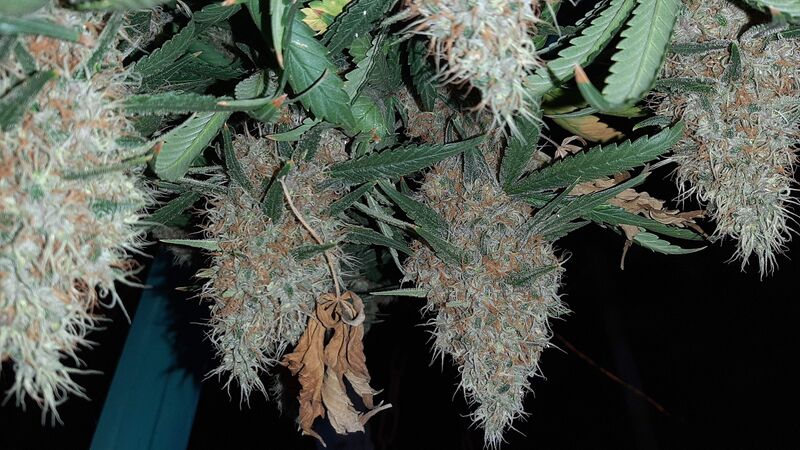 Pink Kush, Фасовка: 3, изображение 2