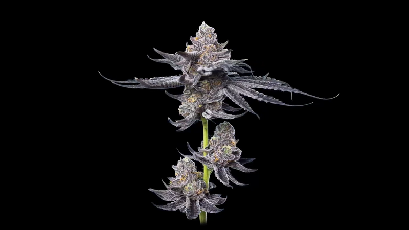 Platinum OG, Фасовка: 5