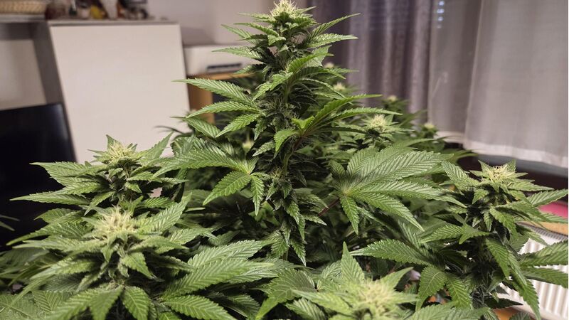 White Widow XXL, Фасовка: 5, изображение 9