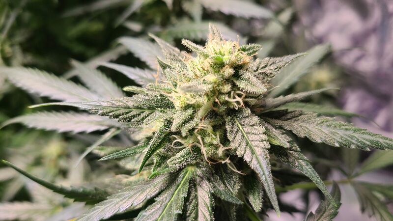 Wedding Cake Auto, Фасовка: 3, изображение 5