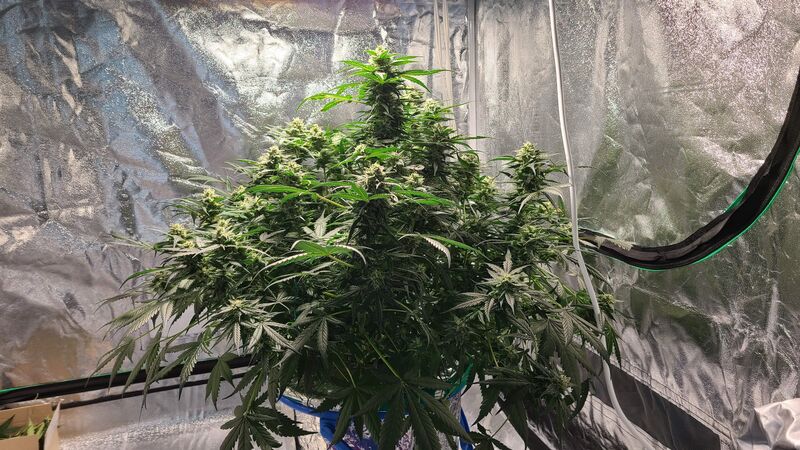 Wedding Cake Auto, Фасовка: 3, изображение 4