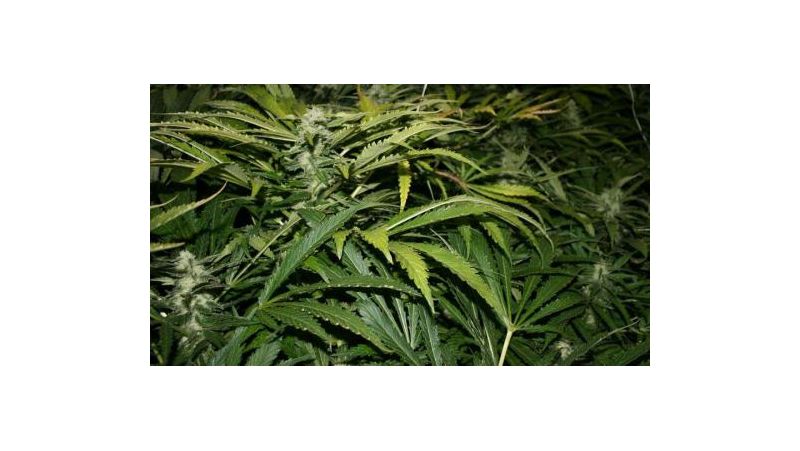 Northern Lights Auto, Фасовка: 5