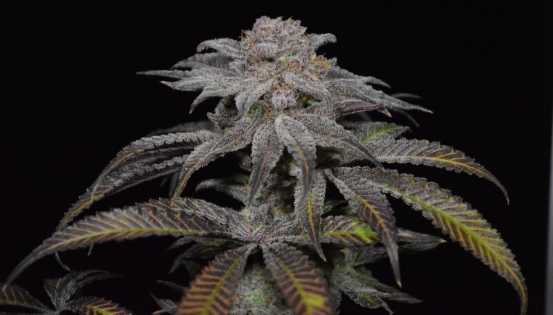 Blueberry Muffin, Фасовка: 3